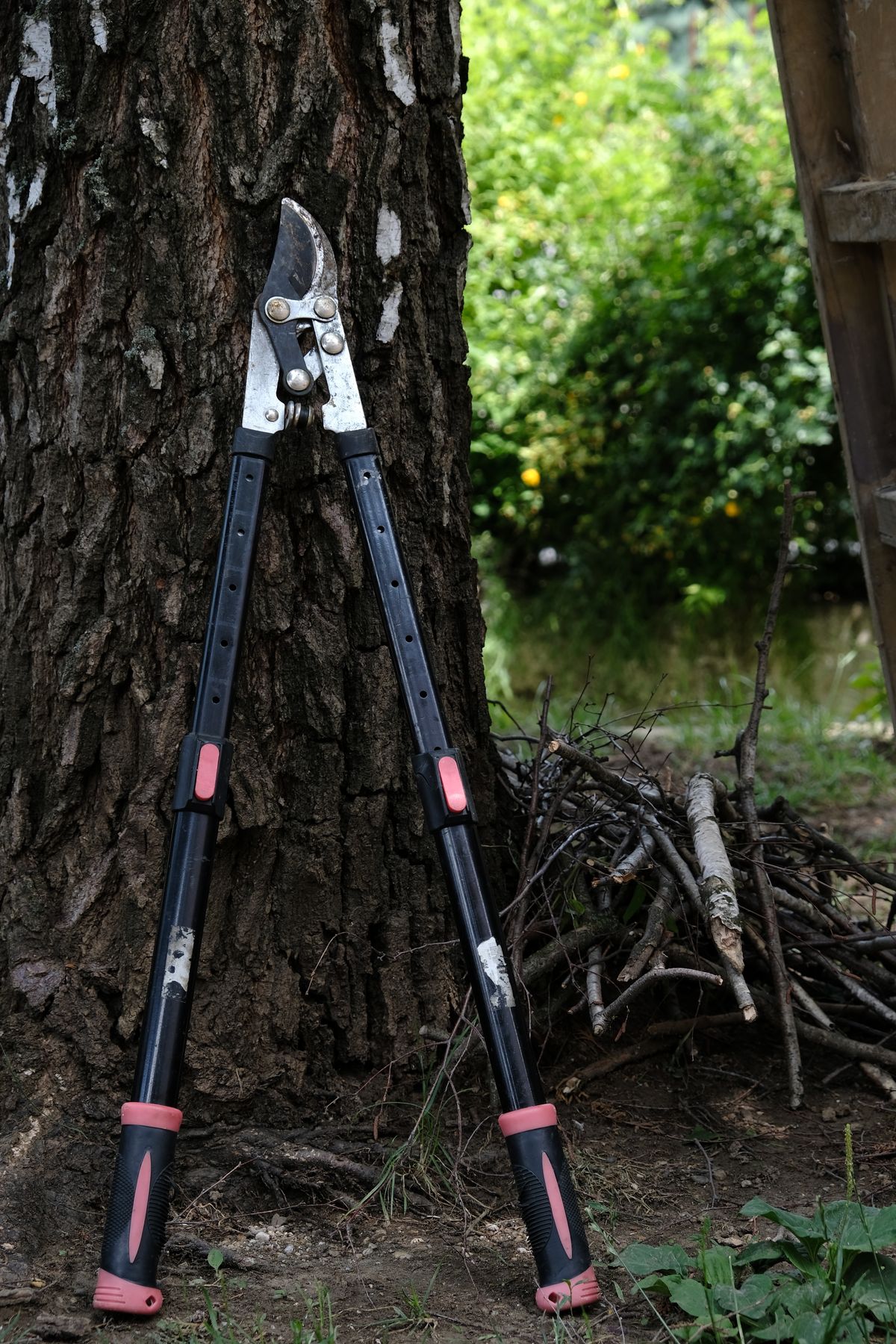 Tijeras de podar junto a un árbol